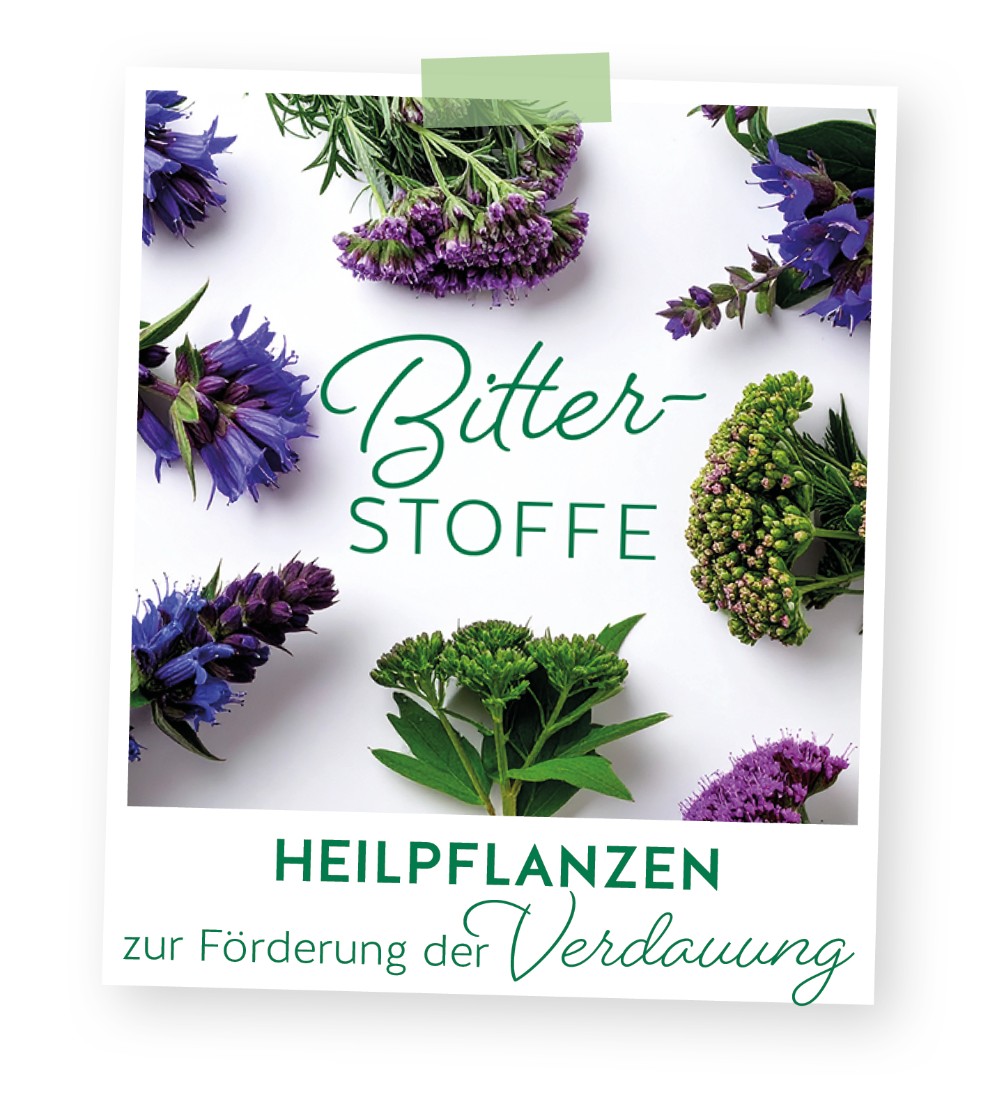 Bitterstoffe - wichtig für den Alltag