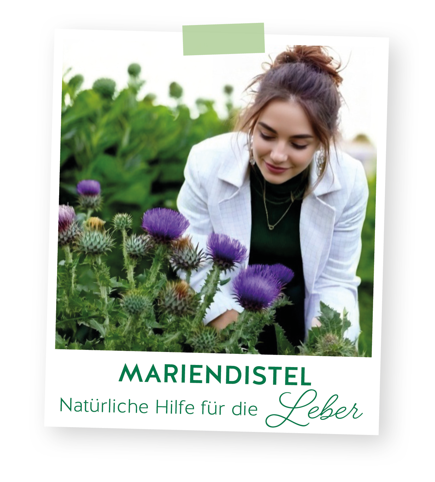 Mariendistel: Die Wirkung auf die Leber